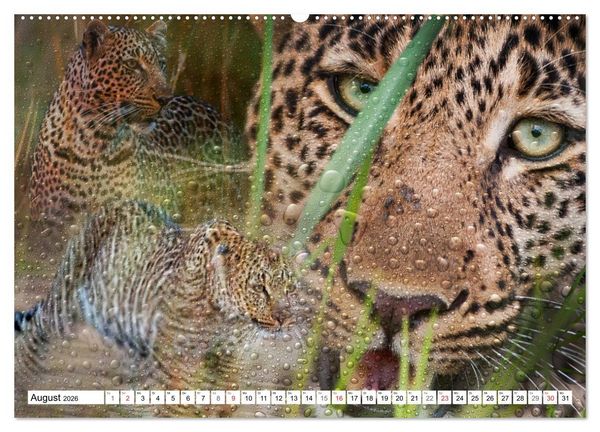 Produktbild: Emotionale Momente: African Dreams (hochwertiger Premium Wandkalender 2026 DIN A2 quer), Kunstdruck in Hochglanz