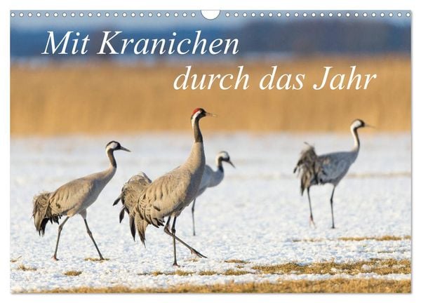 Produktbild: Mit Kranichen durch das Jahr (Wandkalender 2026 DIN A3 quer), CALVENDO Monatskalender
