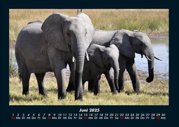 Produktbild: Der Elefantenkalender 2025 Fotokalender DIN A4