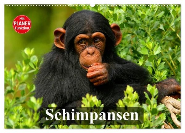Produktbild: Schimpansen (Wandkalender 2026 DIN A2 quer), CALVENDO Monatskalender