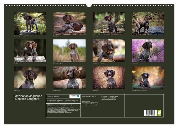 Produktbild: Faszination Jagdhund - Deutsch Langhaar (Wandkalender 2026 DIN A2 quer), CALVENDO Monatskalender