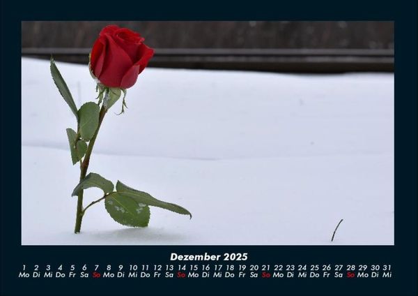 Produktbild: Rosentraum 2025 Fotokalender DIN A4