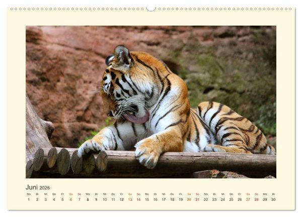 Produktbild: Sibirische Tigerportraits (Wandkalender 2026 DIN A2 quer), CALVENDO Monatskalender