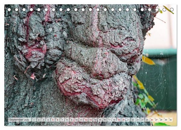 Produktbild: Geisterb&auml;ume (Tischkalender 2026 DIN A5 quer), CALVENDO Monatskalender