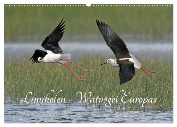 Produktbild: Limikolen - Watv&ouml;gel Europas (Wandkalender 2026 DIN A2 quer), CALVENDO Monatskalender