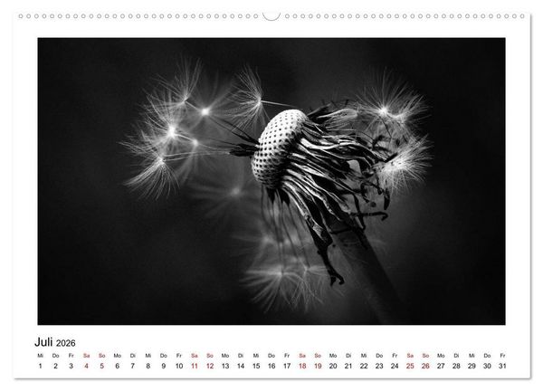 Produktbild: Die grafische Sch&ouml;nheit der Pflanzen &ndash; Schwarz-Wei&szlig; (Wandkalender 2026 DIN A2 quer), CALVENDO Monatskalender