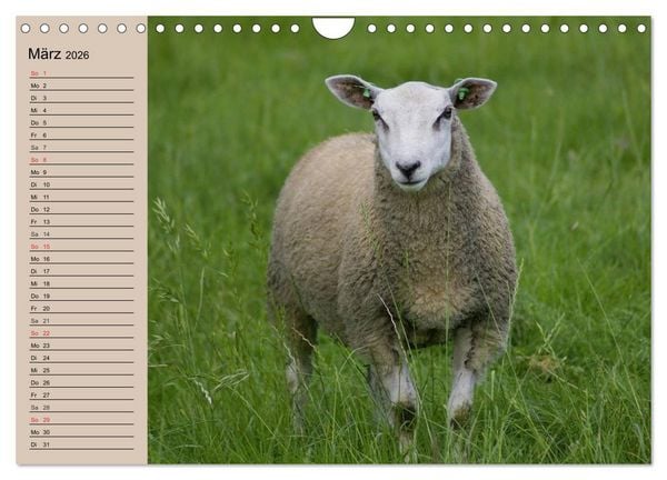 Produktbild: Schafe z&auml;hlen leicht gemacht! (Wandkalender 2026 DIN A4 quer), CALVENDO Monatskalender