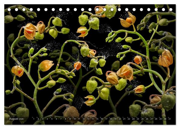 Produktbild: Orchidea (Tischkalender 2026 DIN A5 quer), CALVENDO Monatskalender