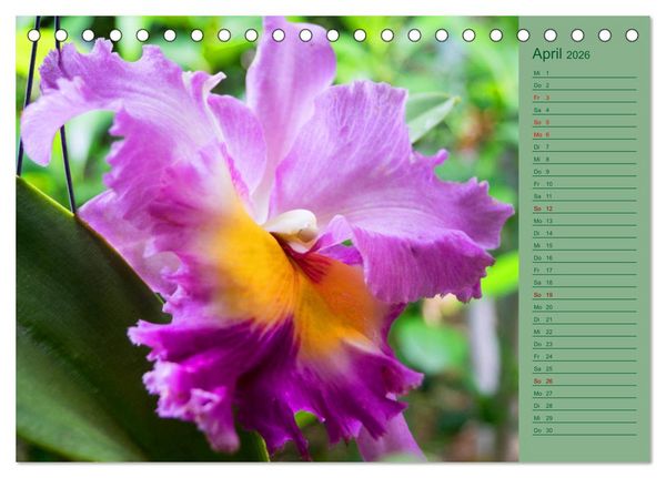 Produktbild: Farbzauber Natur Orchideen - CH Version (Tischkalender 2026 DIN A5 quer), CALVENDO Monatskalender