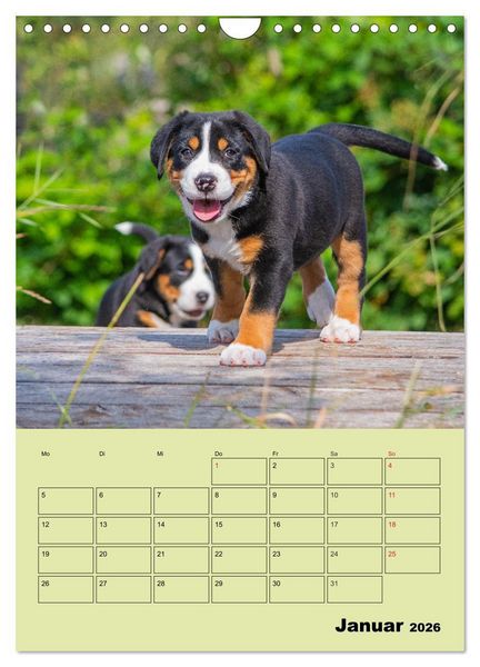 Produktbild: Familienplaner Gro&szlig;er Schweizer Sennenhund (Wandkalender 2026 DIN A4 hoch), CALVENDO Monatskalender