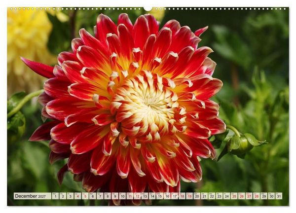 Produktbild: Fascinating Dahlias (High Quality Premium Wall Calendar 2027 DIN A2 landscape),CALVENDO 12 Month Wall Calendar