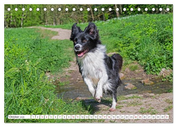 Produktbild: Border Collie - Das Universalgenie unter den Hunden (Tischkalender 2026 DIN A5 quer), CALVENDO Monatskalender
