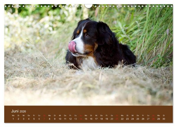Produktbild: Berner Sennenhunde (Wandkalender 2026 DIN A3 quer), CALVENDO Monatskalender