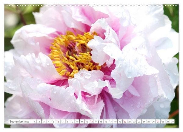Produktbild: Pfingstrosenbl&uuml;ten (Wandkalender 2026 DIN A2 quer), CALVENDO Monatskalender