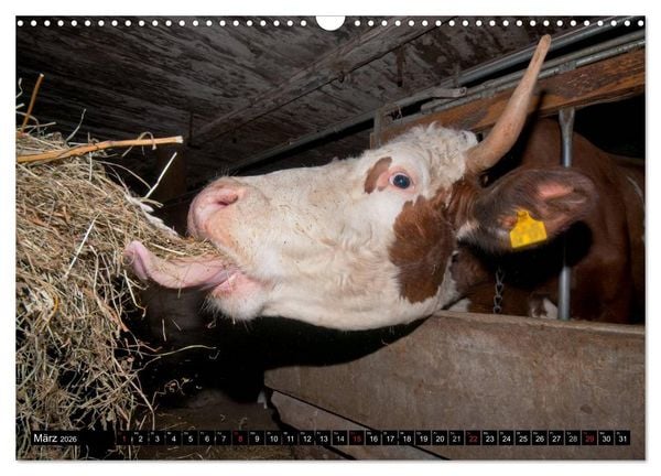Produktbild: Alpenfleckvieh (Wandkalender 2026 DIN A3 quer), CALVENDO Monatskalender