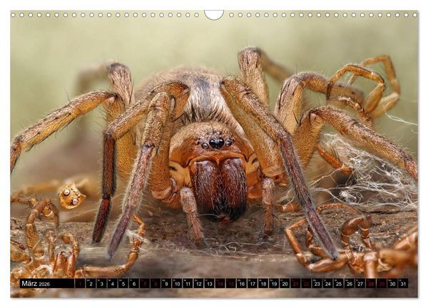 Produktbild: Faszination Makrofotografie: Spinnen (Wandkalender 2026 DIN A3 quer), CALVENDO Monatskalender