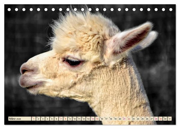 Produktbild: Alpaka Gesichter (Tischkalender 2026 DIN A5 quer), CALVENDO Monatskalender