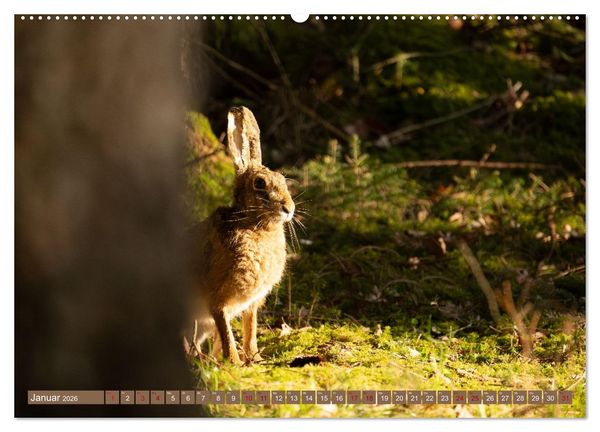 Produktbild: Feldhasen unterwegs in Wald und Flur (Wandkalender 2026 DIN A2 quer), CALVENDO Monatskalender