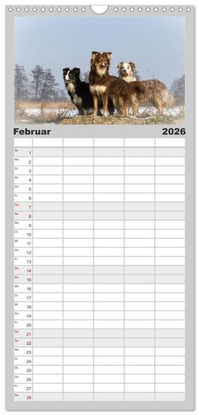 Produktbild: Familienplaner 2026 - Australian Shepherd - Traum auf vier Pfoten mit 5 Spalten (Wandkalender, 21 x 45 cm) CALVENDO