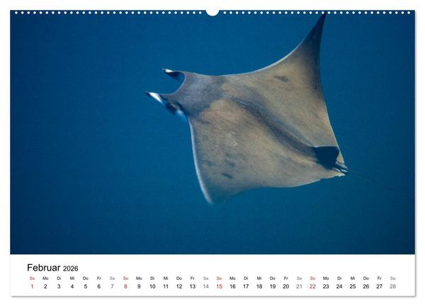 Produktbild: Highlights aus dem Meer - Tauchkalender (Wandkalender 2026 DIN A2 quer), CALVENDO Monatskalender