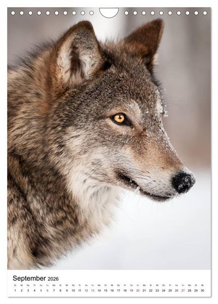 Produktbild: Wolf-Gesichter (Wandkalender 2026 DIN A4 hoch), CALVENDO Monatskalender