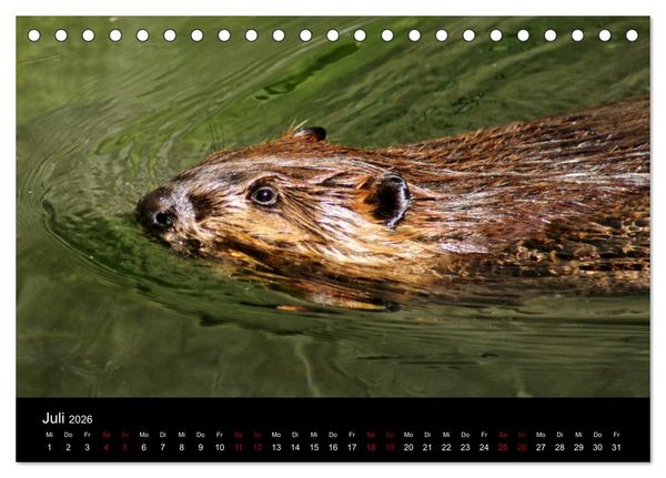 Produktbild: Das Leben der Biber (Tischkalender 2026 DIN A5 quer), CALVENDO Monatskalender