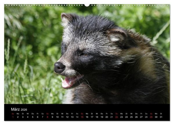Produktbild: Marderhunde (hochwertiger Premium Wandkalender 2026 DIN A2 quer), Kunstdruck in Hochglanz