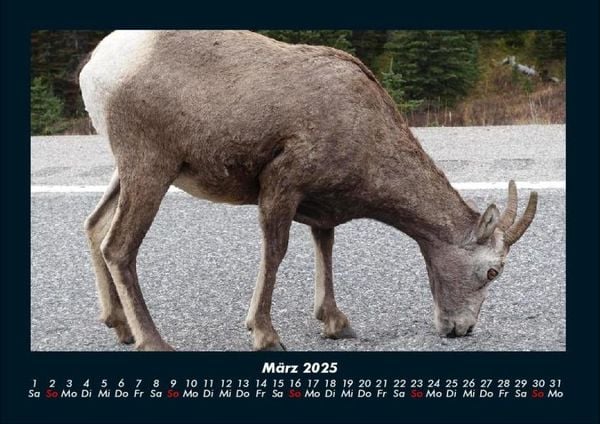 Produktbild: Tierkalender 2025 Fotokalender DIN A4