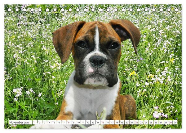 Produktbild: Muskelprotz Boxer (Tischkalender 2026 DIN A5 quer), CALVENDO Monatskalender