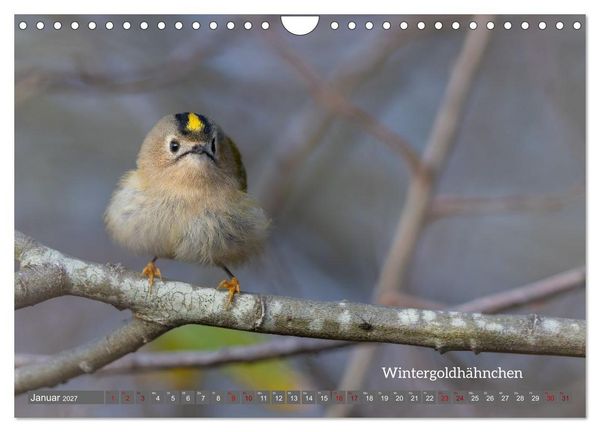 Produktbild: Vogelfotografie aus dem Norden (Wandkalender 2027 DIN A4 quer), CALVENDO Monatskalender