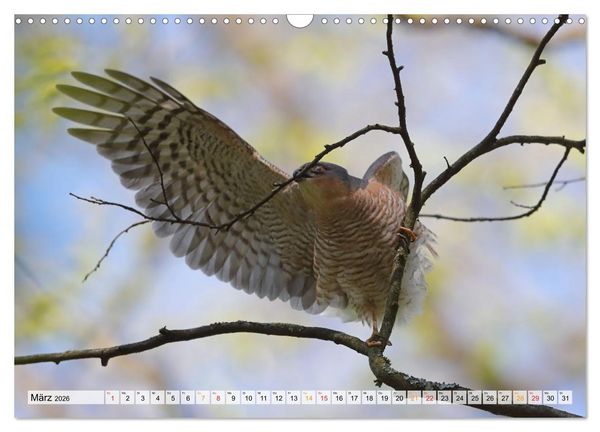 Produktbild: Spitze Krallen und scharfer Blick - Verhalten Sperber (Wandkalender 2026 DIN A3 quer), CALVENDO Monatskalender