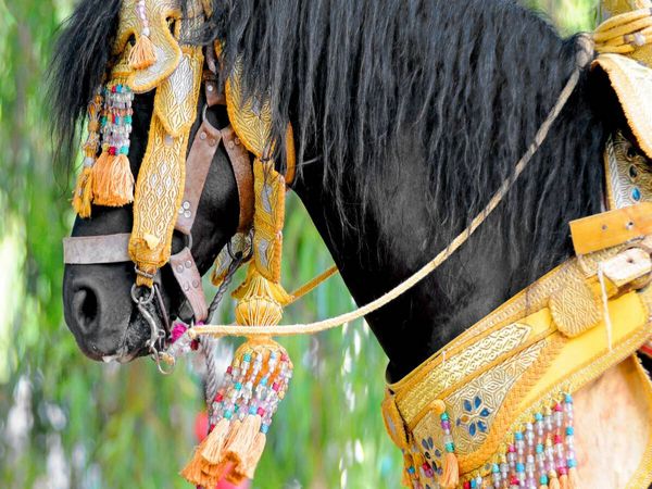 Produktbild: CALVENDO Puzzle Pferd Fantasia | 1000 Teile Lege-Gr&ouml;&szlig;e 64x48cm Foto-Puzzle f&uuml;r gl&uuml;ckliche Stunden