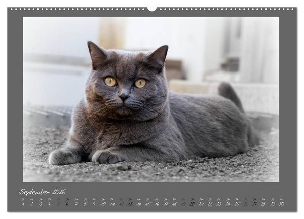 Produktbild: GRAUE ENGEL Britischkurzhaar-Katzen (Wandkalender 2026 DIN A2 quer), CALVENDO Monatskalender