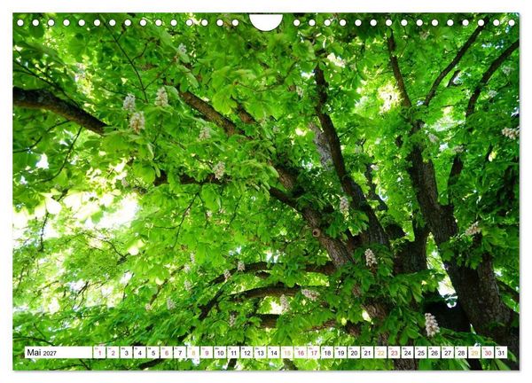 Produktbild: 12 Monate Natur (Wandkalender 2027 DIN A4 quer), CALVENDO Monatskalender