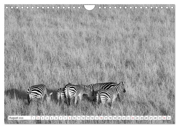 Produktbild: Emotionale Momente: Zebras - black & white. (Wandkalender 2026 DIN A4 quer), CALVENDO Monatskalender