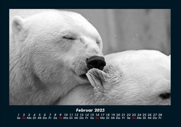 Produktbild: Eisb&auml;ren 2025 Fotokalender DIN A4