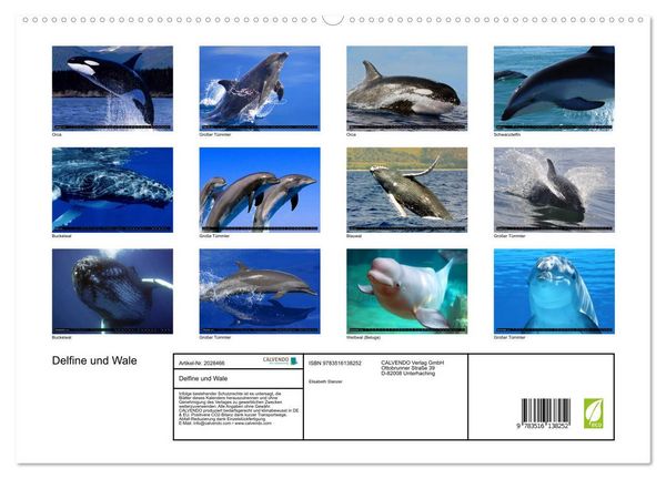Produktbild: Delfine und Wale (hochwertiger Premium Wandkalender 2026 DIN A2 quer), Kunstdruck in Hochglanz