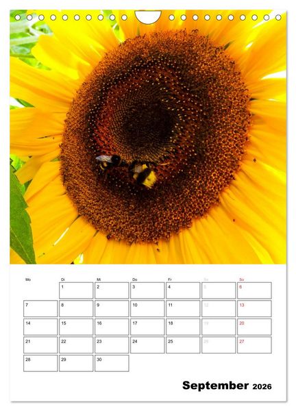 Produktbild: Strahlende Sonnenblumen (Wandkalender 2026 DIN A4 hoch), CALVENDO Monatskalender