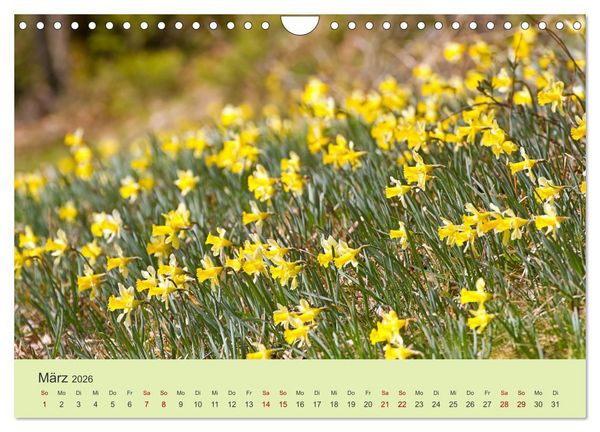 Produktbild: Wilde Blumen - ein Spaziergang durch die Natur (Wandkalender 2026 DIN A4 quer), CALVENDO Monatskalender