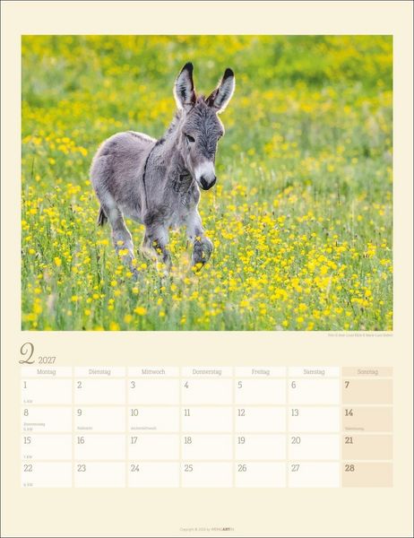 Produktbild: Esel Kalender 2027