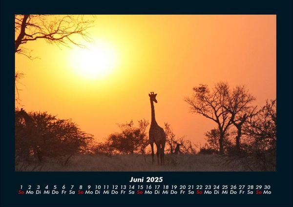 Produktbild: Giraffen 2025 Fotokalender DIN A4