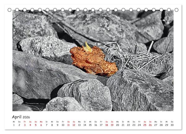 Produktbild: Gestrandet -Treibgut- (Tischkalender 2026 DIN A5 quer), CALVENDO Monatskalender