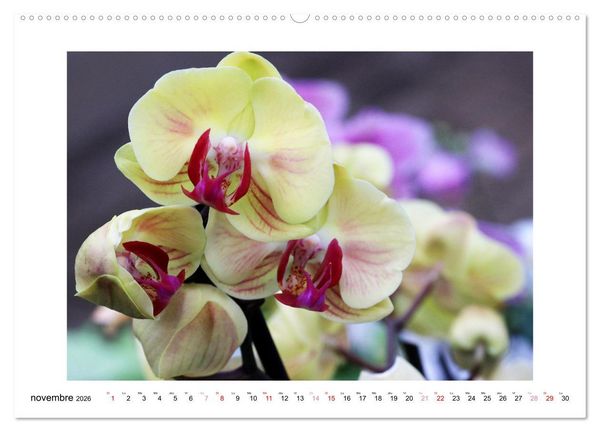 Produktbild: L'orchid&eacute;e Phalaenopsis (Calendrier mural 2026 DIN A2 vertical) calendrier de bureau