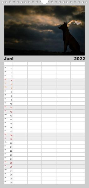 Familienplaner Belgische Schäferhunde - Der Malinois im Licht (Wandkalender 2022 , 21 cm x 45 cm, hoch)