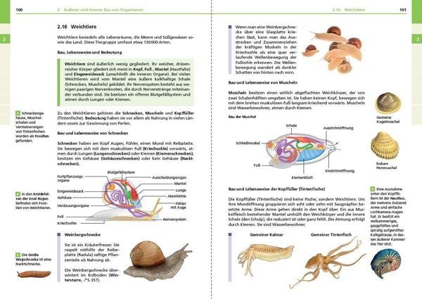 Produktbild: Basiswissen Schule &ndash; Biologie 5. bis 10. Klasse