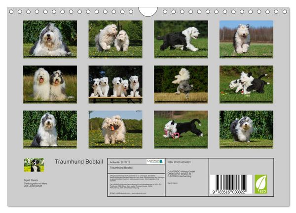 Produktbild: Traumhund Bobtail (Wandkalender 2026 DIN A4 quer), CALVENDO Monatskalender