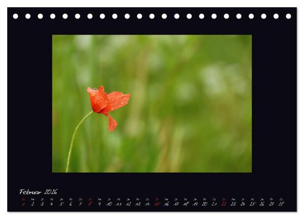 Produktbild: MOHNographie (Tischkalender 2026 DIN A5 quer), CALVENDO Monatskalender
