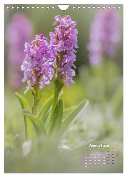 Produktbild: Orchideen in freier Wildbahn (Wandkalender 2026 DIN A4 hoch), CALVENDO Monatskalender