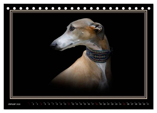 Produktbild: Galgo Espa&ntilde;ol 2026- Der spanische Windhund (Tischkalender 2026 DIN A5 quer), CALVENDO Monatskalender