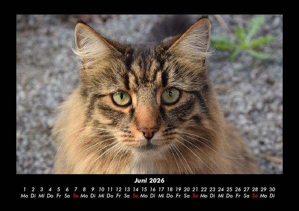 Produktbild: Der Tierkalender 2026 Fotokalender DIN A3